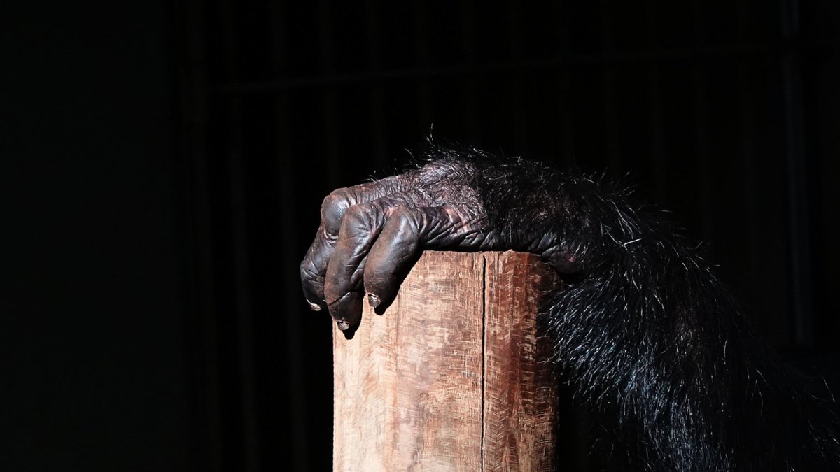 The Challenges of Studying (and Treating) #PTSD in Chimpanzees -- @tmabrnk reports #animalrights therevelator.org/ptsd-chimpanze…