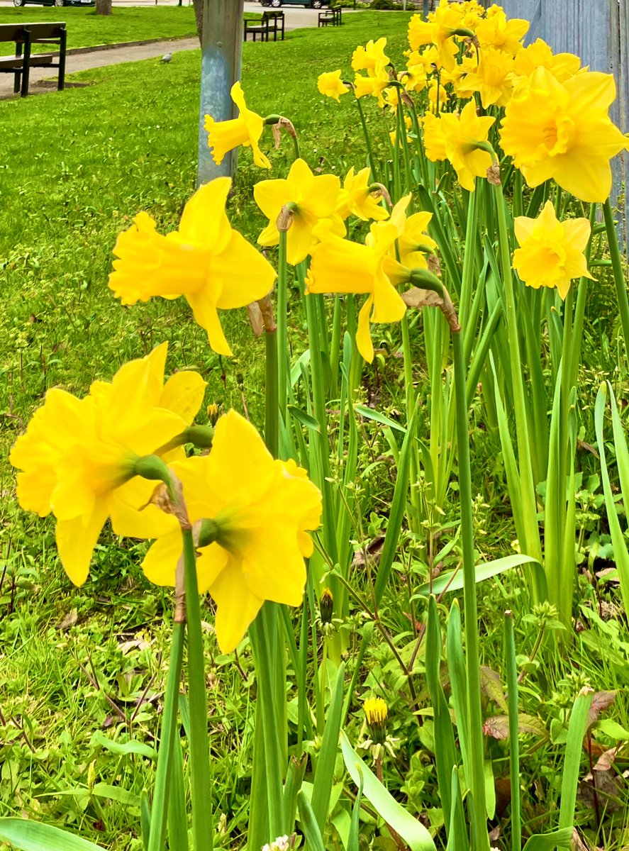 ☀️ Our Golden Yellow Daffodils ☀️ #DailyPictureTheme #Golden #Yellow daffodil 🌼