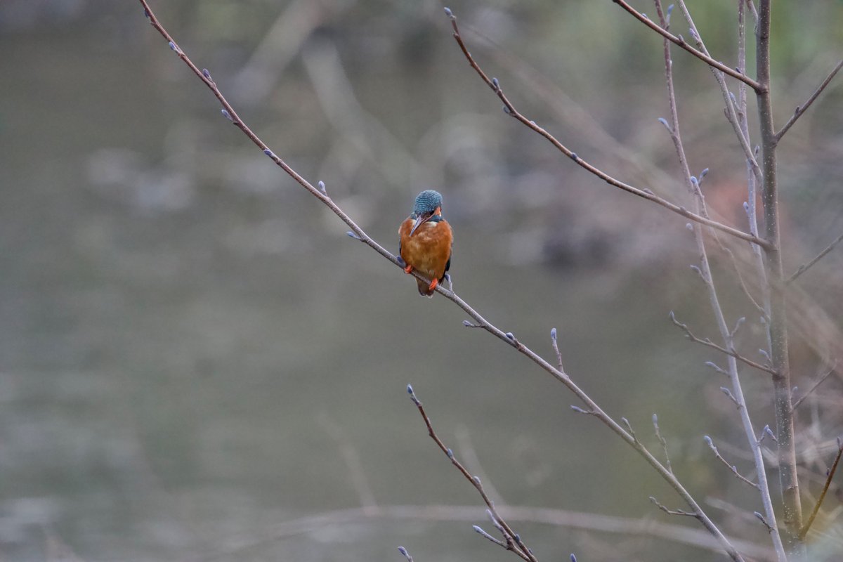 #Kingfisher #photography #wildlife #tree #wildlifephotography #branch #sonyalpha #sonlyalpha6000 #birdphotos