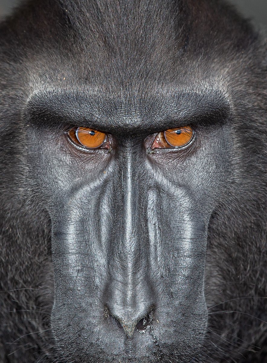 Face to face with a black crested macaque alpha male with powerful eyes letting any other male dreaming of the throne know that this king won't take challenges lightly. The broad, naked face enhanced by paranasal ridges gives it an almost gorilla-like quality. Tangkoko, Sulawesi.