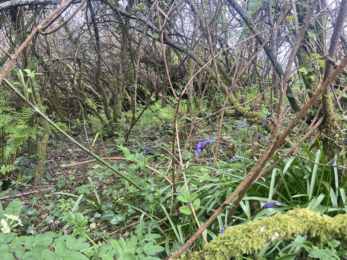 Day out around Camloch, S Armagh On the banks of Camloch, blackthorn thicket is a nursery for tree saplings and woodland plants: bluebell, pignut, barren strawberry, yellow pimpernel, early dog-violet, primroses and fresh ferns.
