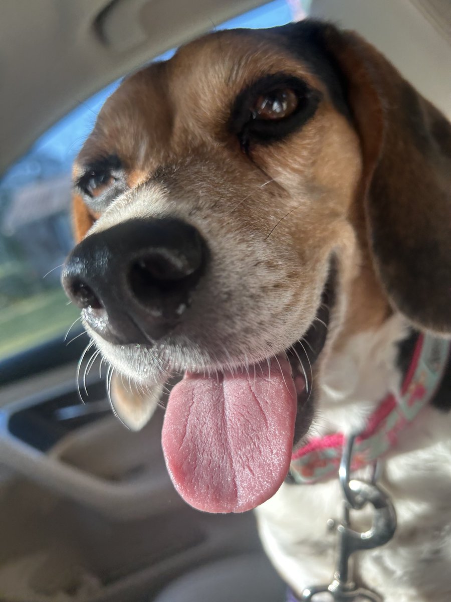 National Beagle Day?!!!! Pretty sures that means xtra treats for Lola!!! 😁😁😁