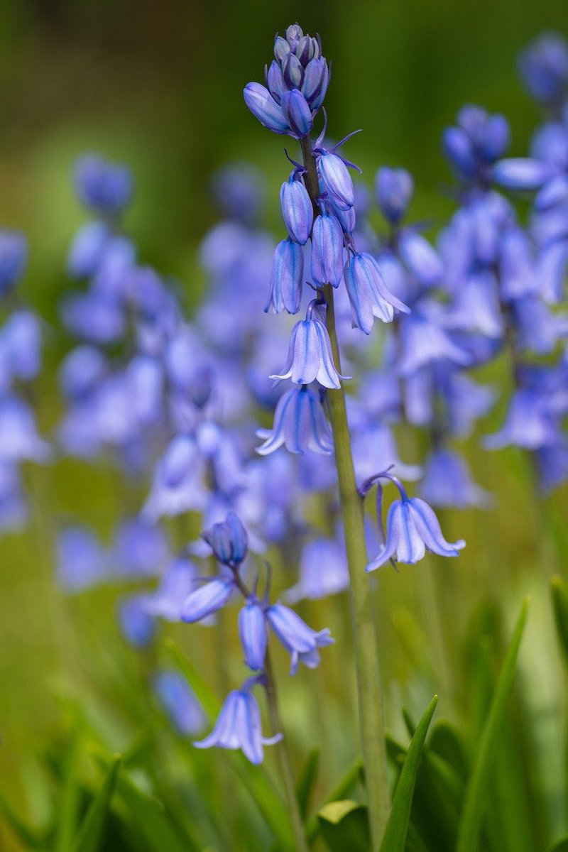 Looking to enjoy a carpet of beautiful bluebells right now? There are so many spots near us in Cross Ash to find them, including the slopes of the Skirrid. Get more ideas here 👉 visitmonmouthshire.com/inspire-me/nat… Then call in and enjoy an 1861 lunch! 📱01873 821297 #wales #monday