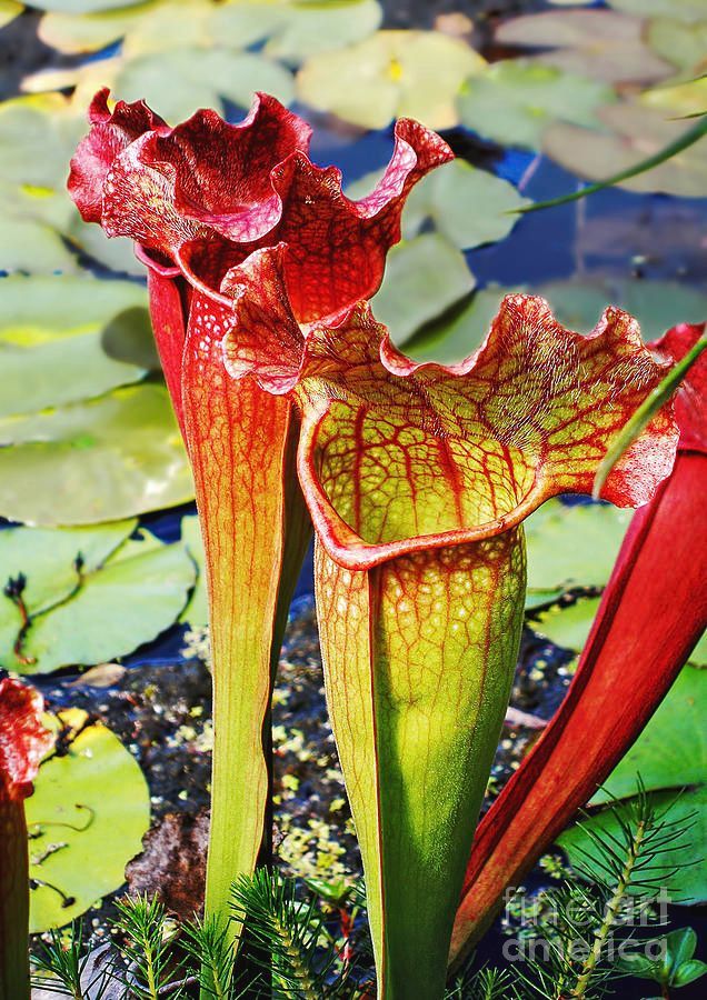 #Pitcher #Plant - #Carnivorous Plant Print by Kaye Menner #Photography #prints #lovely #products at: bit.ly/3w5kmRB #Art #BuyIntoArt #AYearForArt #Artist #FineArtAmerica