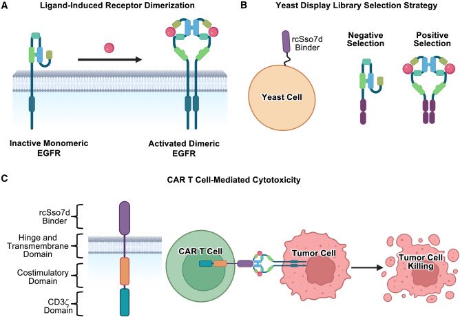 Directed-evolution approach to empower EGFR targeting for immunotherapy cell.com/cell-reports-m…