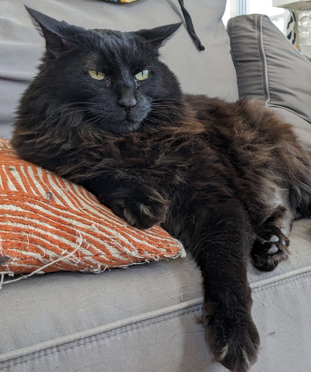 OvergrownArt's tweet photo. Last week the announcement of Overgrown Arthouse was met with a surprising and humbling amount of attention. After taking some client calls, I'm pleased to reveal our newest team member; Chief Meeting Interrupter: Cosby! He has opinions.

Meet the team https://t.co/5q3mXLB6JO https://t.co/gD84NJOwgj
