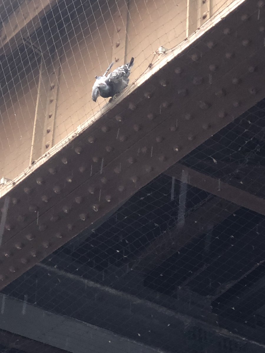 JaimeBionic's tweet photo. @LondonFire thank you so much to London Bridge firefighters for coming out to a trapped pigeon. Tbh I thought my plea would be laughed at but so happy that it wasn’t. You’re an amazing bunch of people https://t.co/M5iV1xQbw7