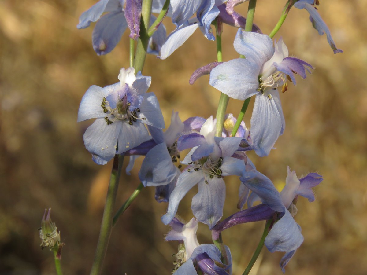 We only see these #wildflowers during good spring-rain years (which is to say I've seen them maybe 4 times in 20 years). Whoop! The high-90s temps are making them droop, but they're hanging on. #DesertLarkspur