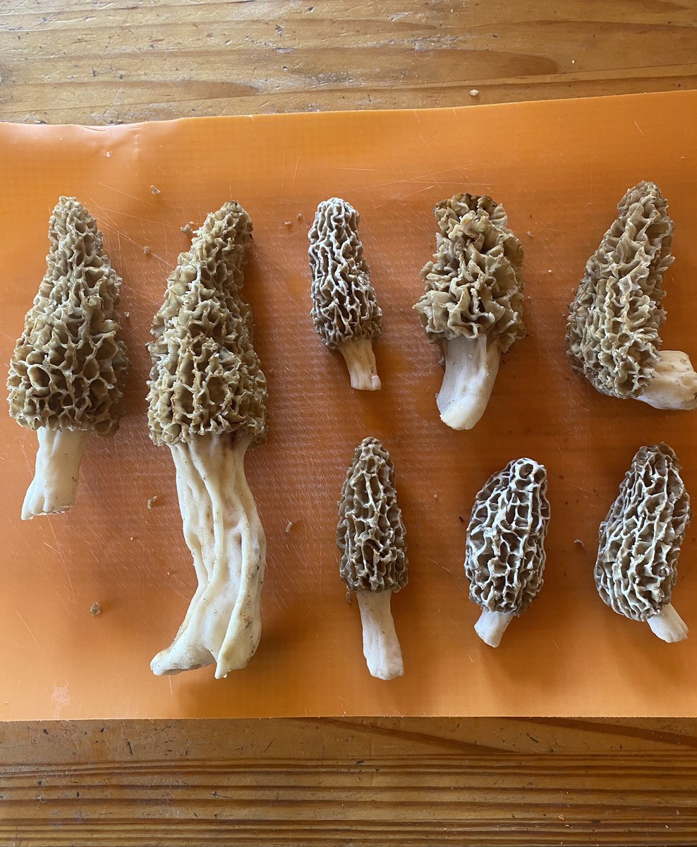 A few recent finds! <a href="/lukeslemmer/">Luke Slemmer</a>