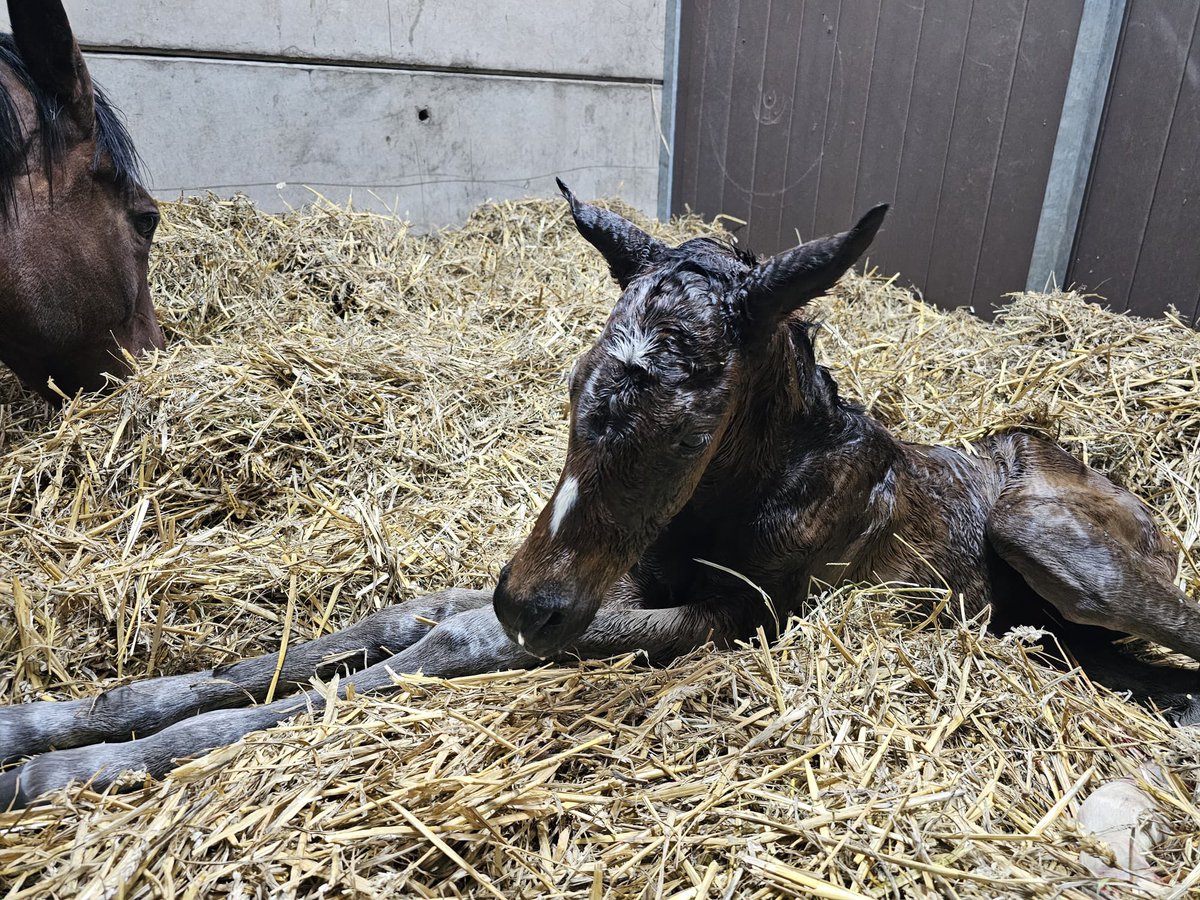 We are delighted to announce Arkle and Champion Chase winner PUT THE KETTLE ON has had her foal by World Champion Derby and Arc winner GOLDEN HORN. She had a bay filly at 5pm today and both are doing very well. Thank you @ChapelStud .