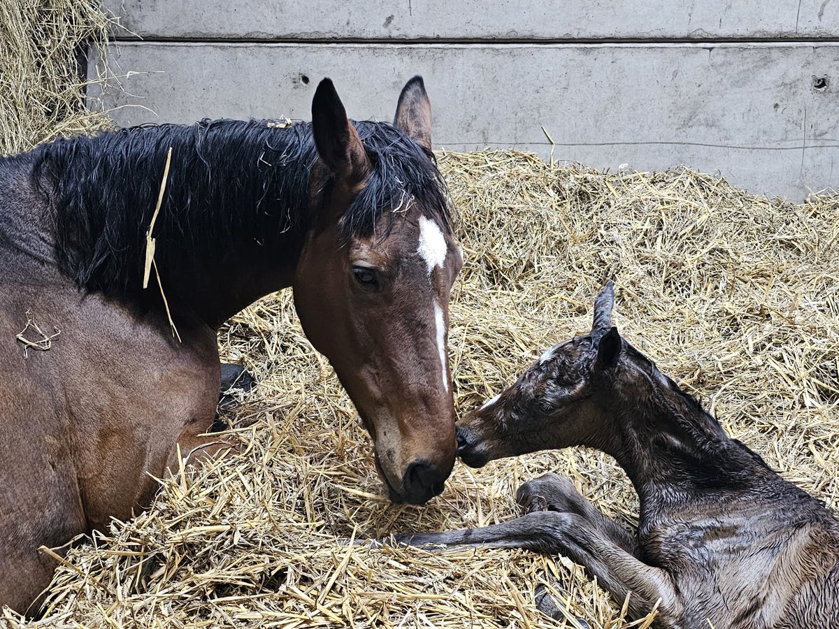DahlBury's tweet image. We are delighted to announce Arkle and Champion Chase winner PUT THE KETTLE ON has had her foal by World Champion Derby and Arc winner GOLDEN HORN.

She had a bay filly at 5pm today and both are doing very well.

Thank you @ChapelStud .