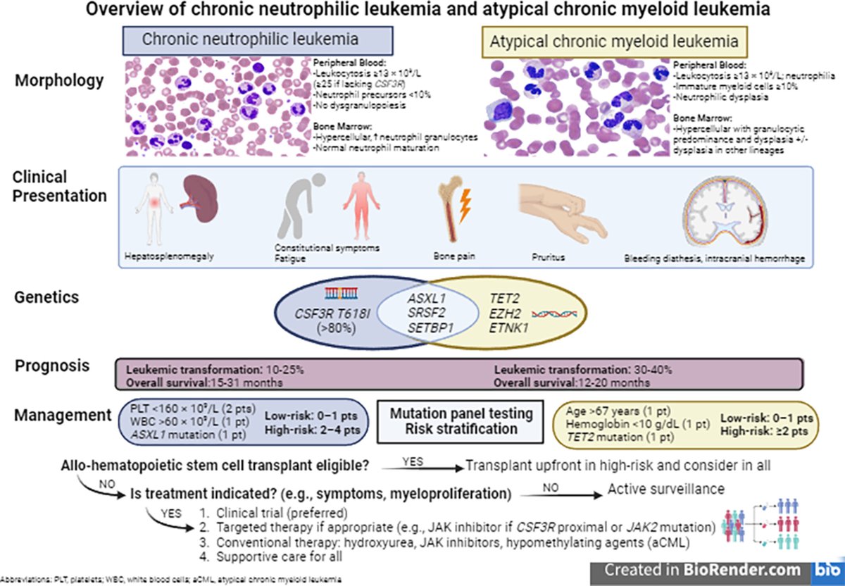 Chronic neutrophilic leukemia and atypical chronic myeloid leukemia: 2024 update on diagnosis, genetics, risk stratification, and management |American Journal of Hematology | Blood Research Journal | Wiley Online Library onlinelibrary.wiley.com/doi/full/10.10… #mpnsm