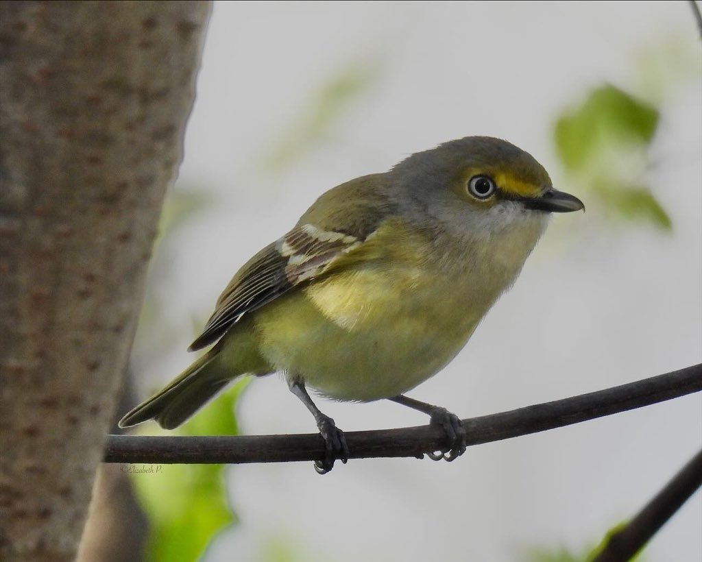 #WhiteeyedVireo seen 04/20/24 Brooklyn bridge Park .@BirdBrklyn .