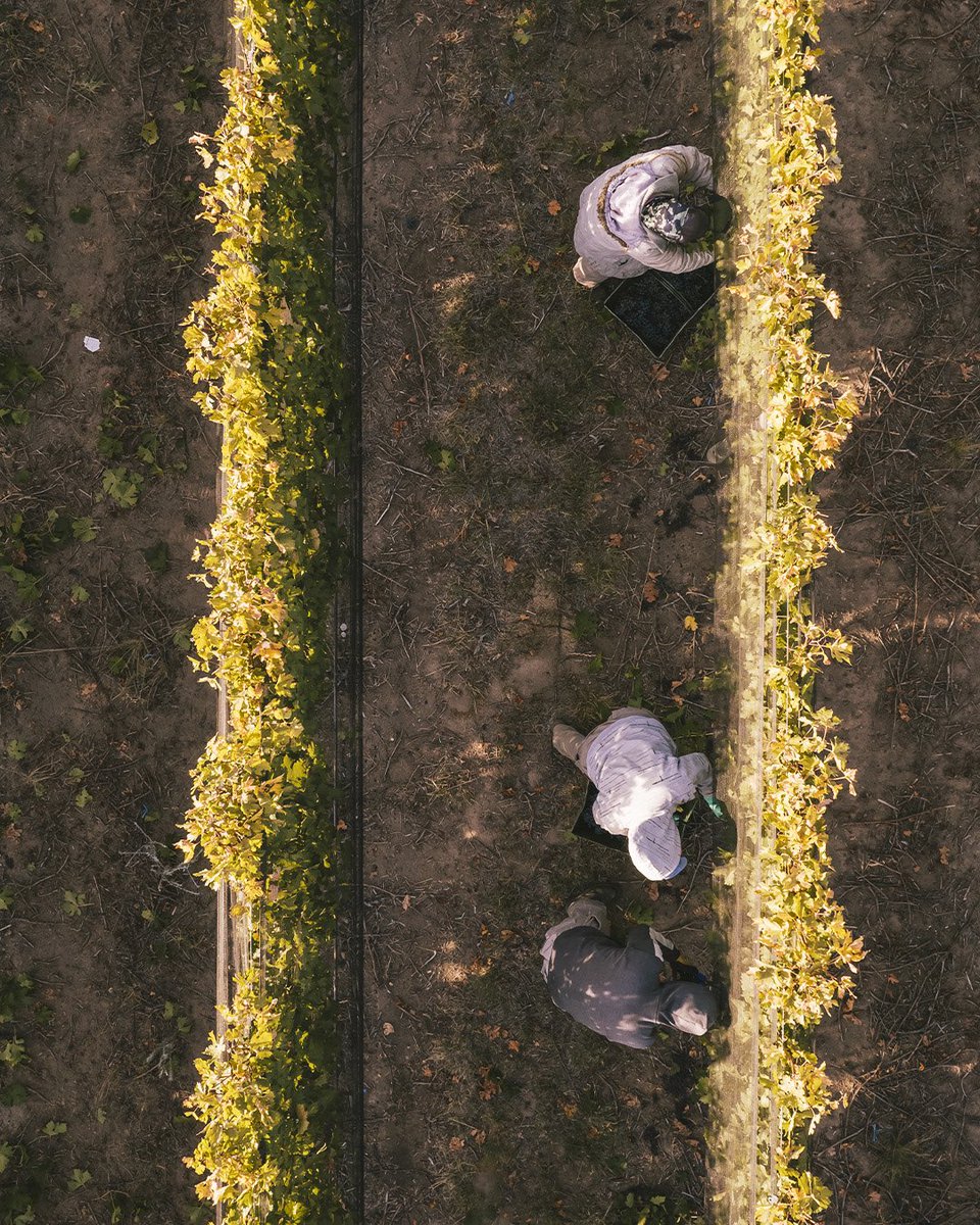 En el Día de la Tierra, admiramos su grandeza y nos comprometemos a conservar su diversidad con prácticas sostenibles y respeto a los ecosistemas locales. 🌍🌟 #DíaDeLaTierra