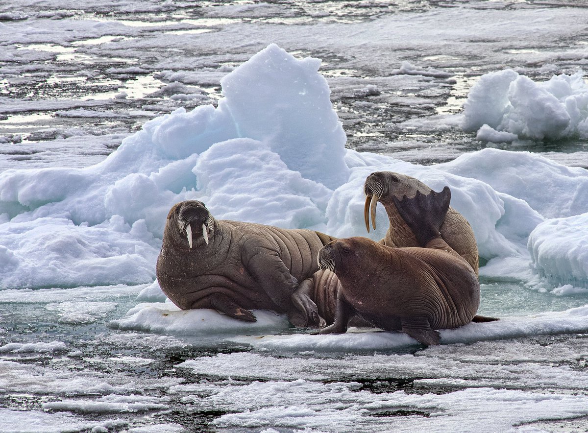 Walruses rest on sea ice east of Svalbard, a Norwegian archipelago.

Walruses depend on sea ice for feeding and resting.

A warming #Arctic is disrupting their normal patterns.

#EarthDay #Walruses #SeaIce 
Credit: Christopher Michel via NSIDC