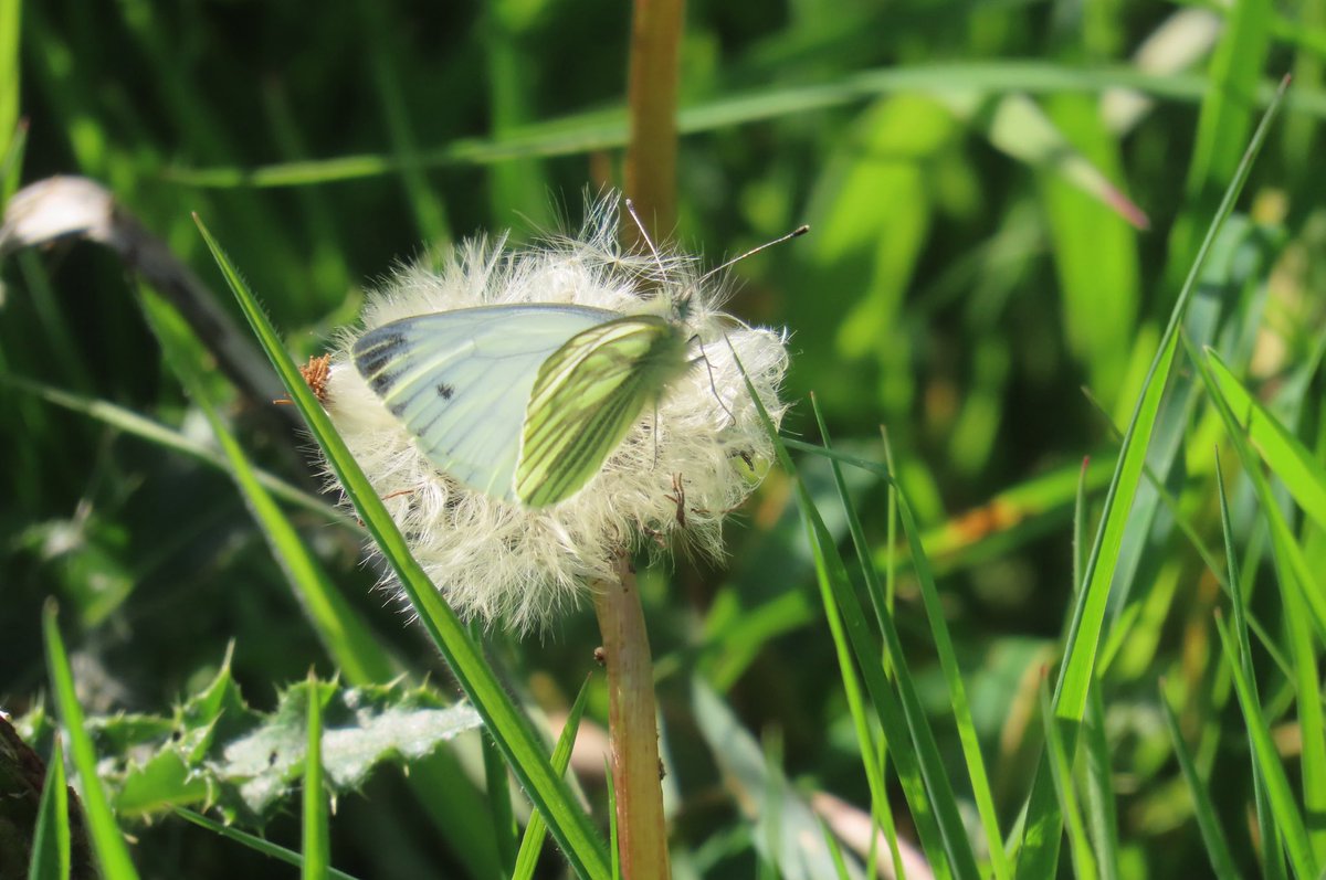 First butterfly of the year