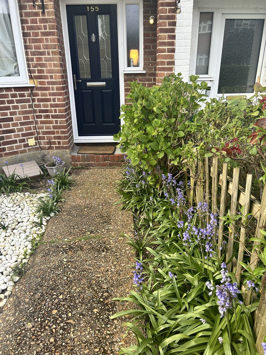 My bluebells are looking lovely.