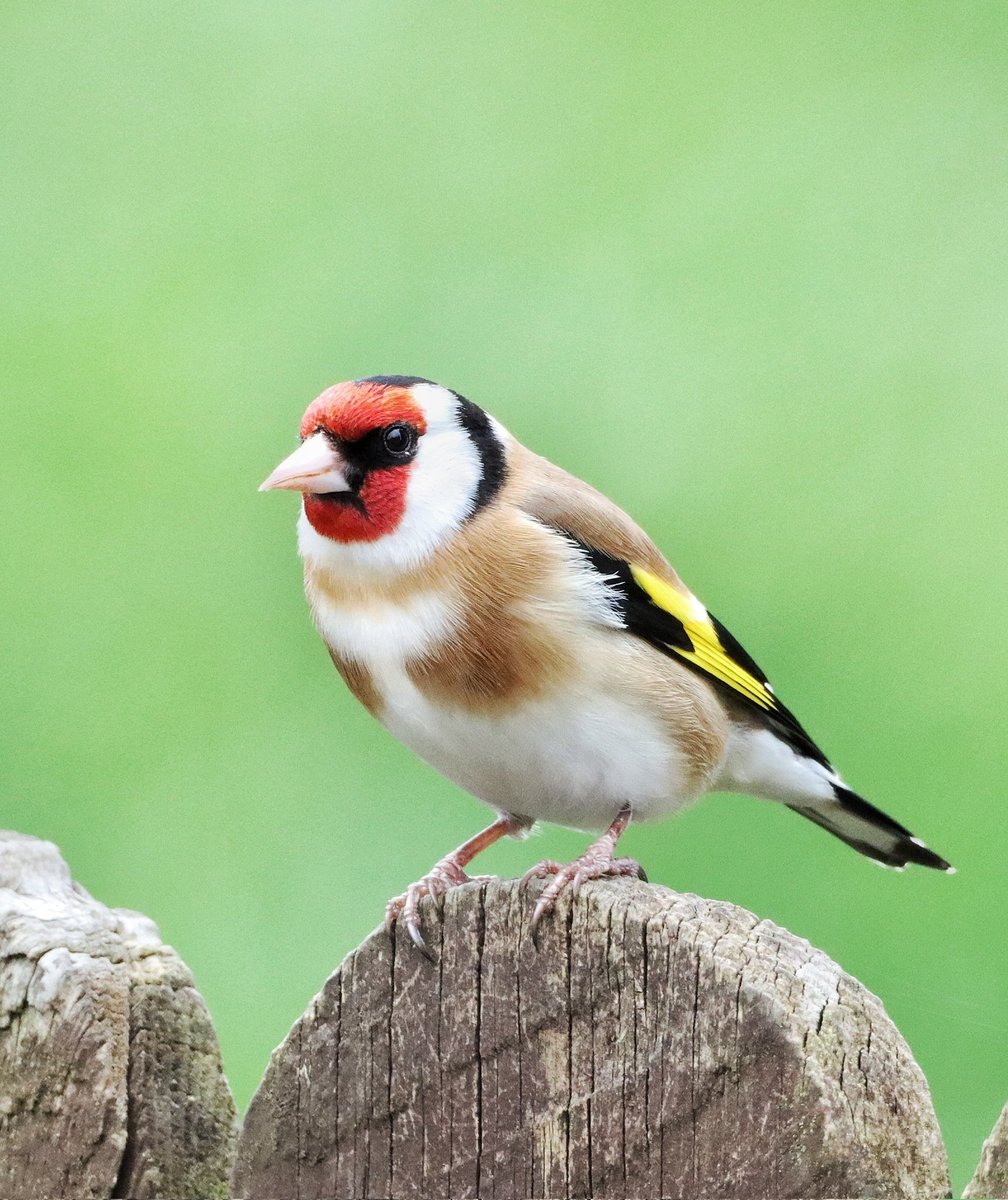 The Goldfinches in the garden are in stunning condition, beautiful wee birds!! #birdphotography #twitternaturecommunity #rspbscotland #naturephotography #scottishborders #Goldfinch