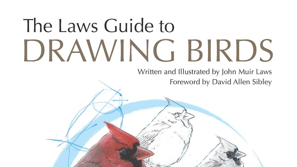 DoomSnails's tweet image. Stop drawing birds illegally, do the right thing