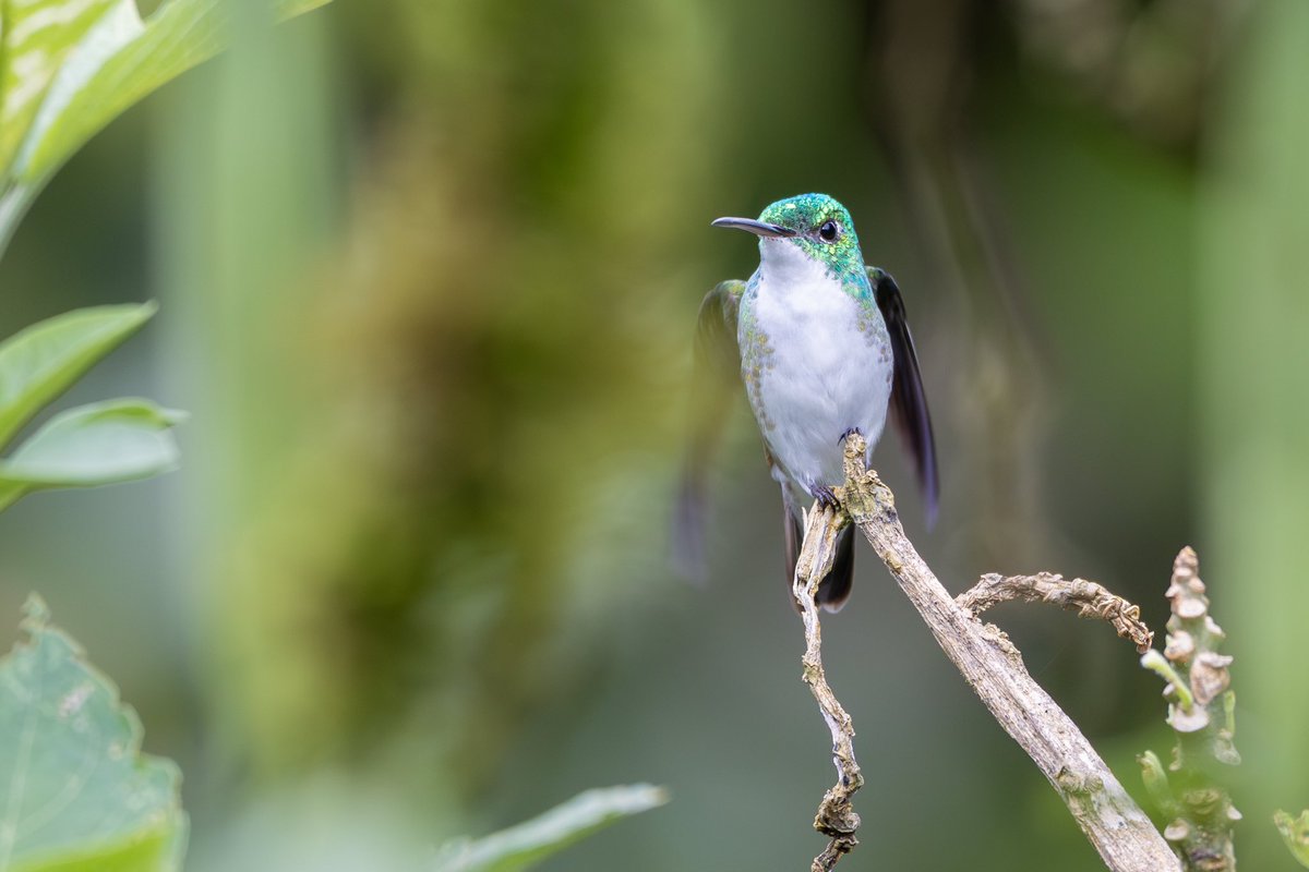 Andean emerald