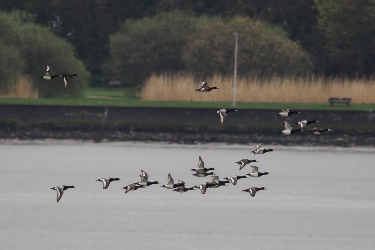 SFbirding tweet picture