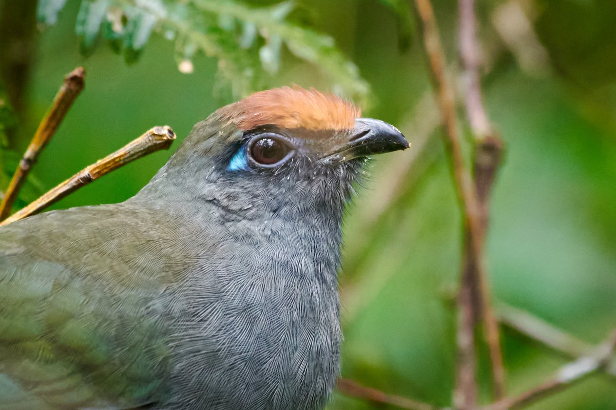 The red-fronted coua (Coua reynaudii) is a species of cuckoo in the family Cuculidae. It is endemic to Madagascar.
.
.
🐦 Ranomafana | Madagascar
.
.
#hakunamatata #redfrontedcoua #endemic #birdphoto #nikonphoto #Ranomafananationalpark #discoverafricawildlife #birds #brid #nikon