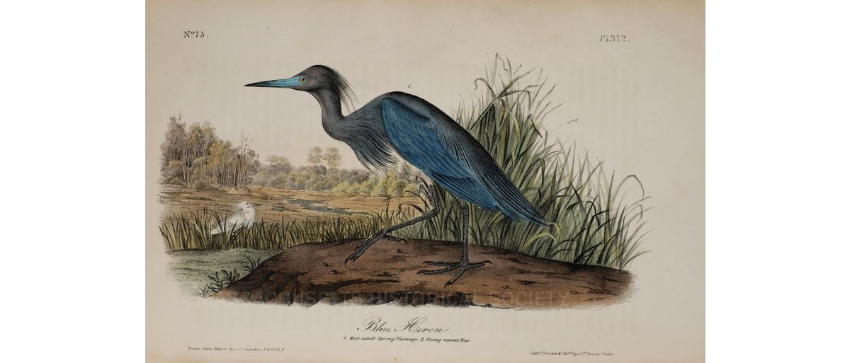 This #EarthDay explore the collections of Environmental League of Massachusetts masshist.org/collection-gui… the Massachusetts Audubon Society masshist.org/collection-gui… in our Library!