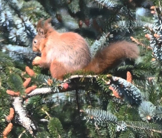 @GweebarraG Iora Rua - A Red Squirrel eating pine cone seeds. #Donegal, Ireland. Globally Red Squirrels are on the endangered species list. #SciurusVulgaris