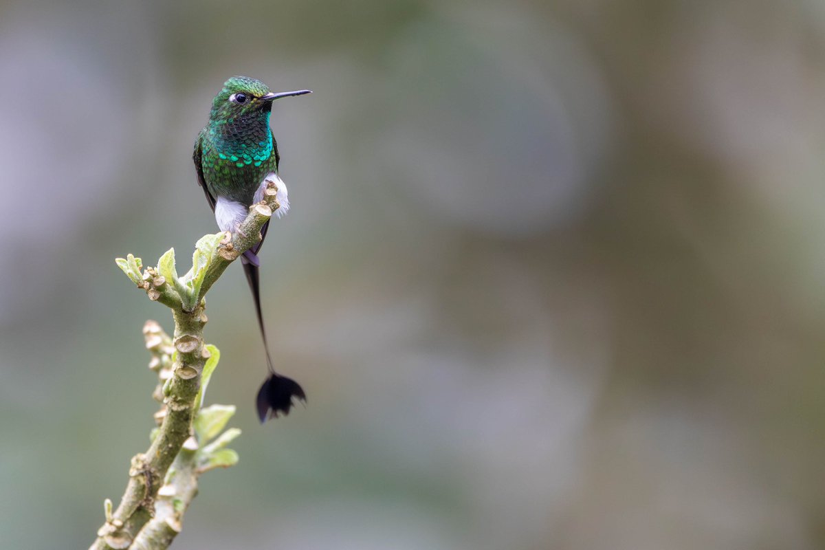 White-booted racket-tail