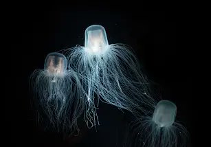 @jaytweetz07 turritopsis dohrnii otherwise known as the immortal jelly fish