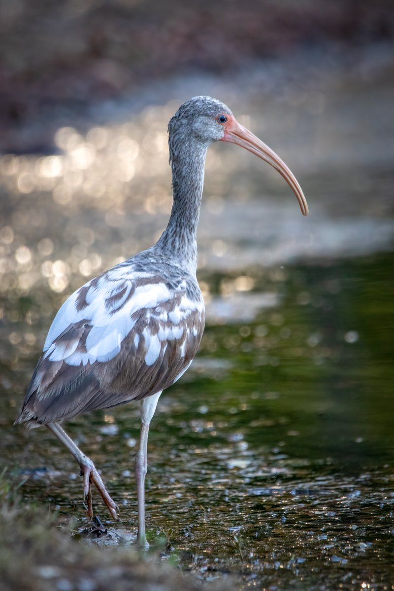 Looking like a patchwork quilt, this White Ibis is starting to get his adult feathers.