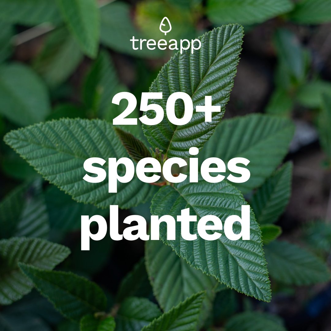 Our 2024 Impact Report is out! 🌍⁠ ⁠ Thanks to our community of individuals and businesses, we planted over 4 million trees!⁠ ⁠ Read the full report here 👉️ lnkd.in/ekwH-bPZ ⁠ #biodiversity #environment #climate #earthmonth #protectforests #reducecarbon #earthday