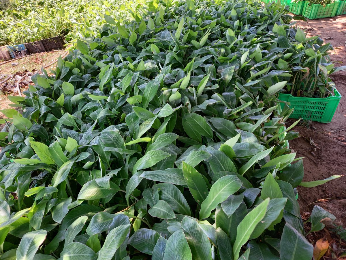 Se preparan condiciones para la siembra de 20 hectáreas de plátanos con vitroplantas #IslaDeLaJuventud #SentirPinero #SíSePuede #PorUn26EnEl24 #izquierdapinera 
#DeZurdaTeam 
#YoSigoAMíPresidente