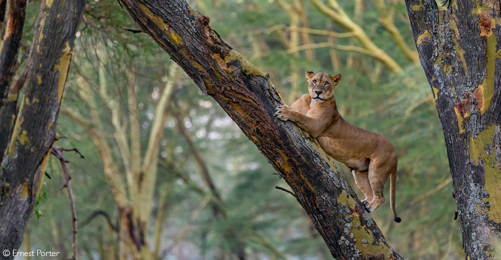 📷Tree Hugger. A tree-climbing lioness strikes the perfect pose in a magical fever-tree forest. Lake Nakuru National Park, Kenya. © Ernest Porter (Photographer of the Year 2024 entry) #wildlifephotos #wildlife_shots #wildlifephotography #photography #naturephotography