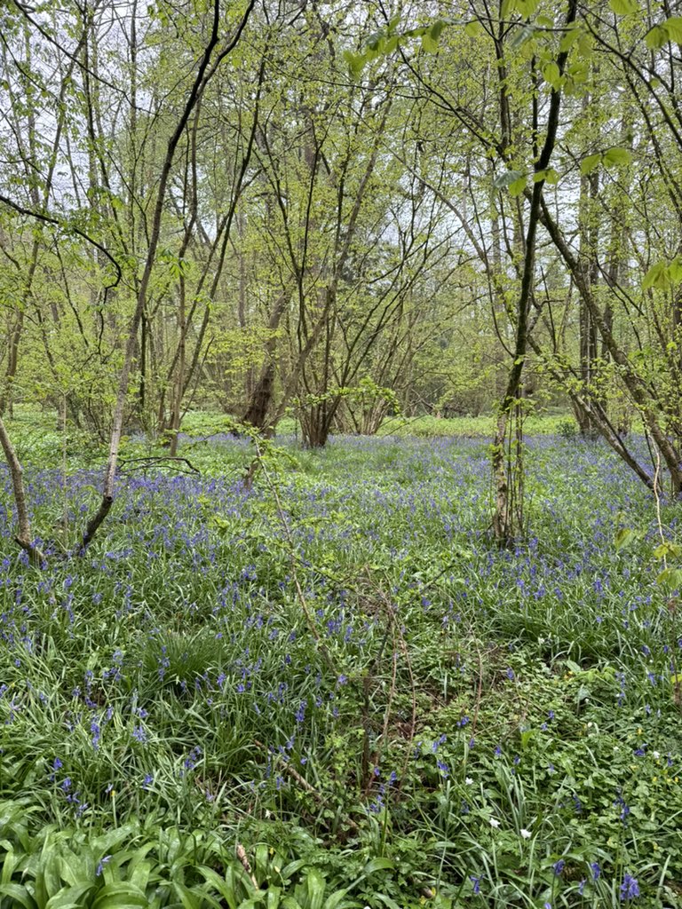 Lovely to spend #earthday among the bluebells and beavers at the regenerative estate, nature reserve and wellbeing centre at 42 Aces in Somerset