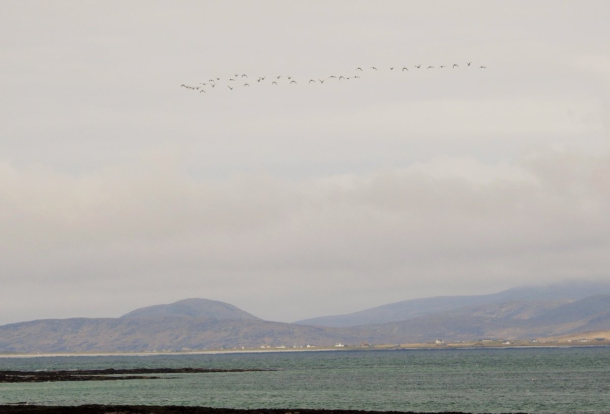 A distant flock of Black-tailed Godwits tearing through the Sound of Barra this afternoon, heads down, wings back, no time to waste, in full-on migration mode. Next stop Iceland!