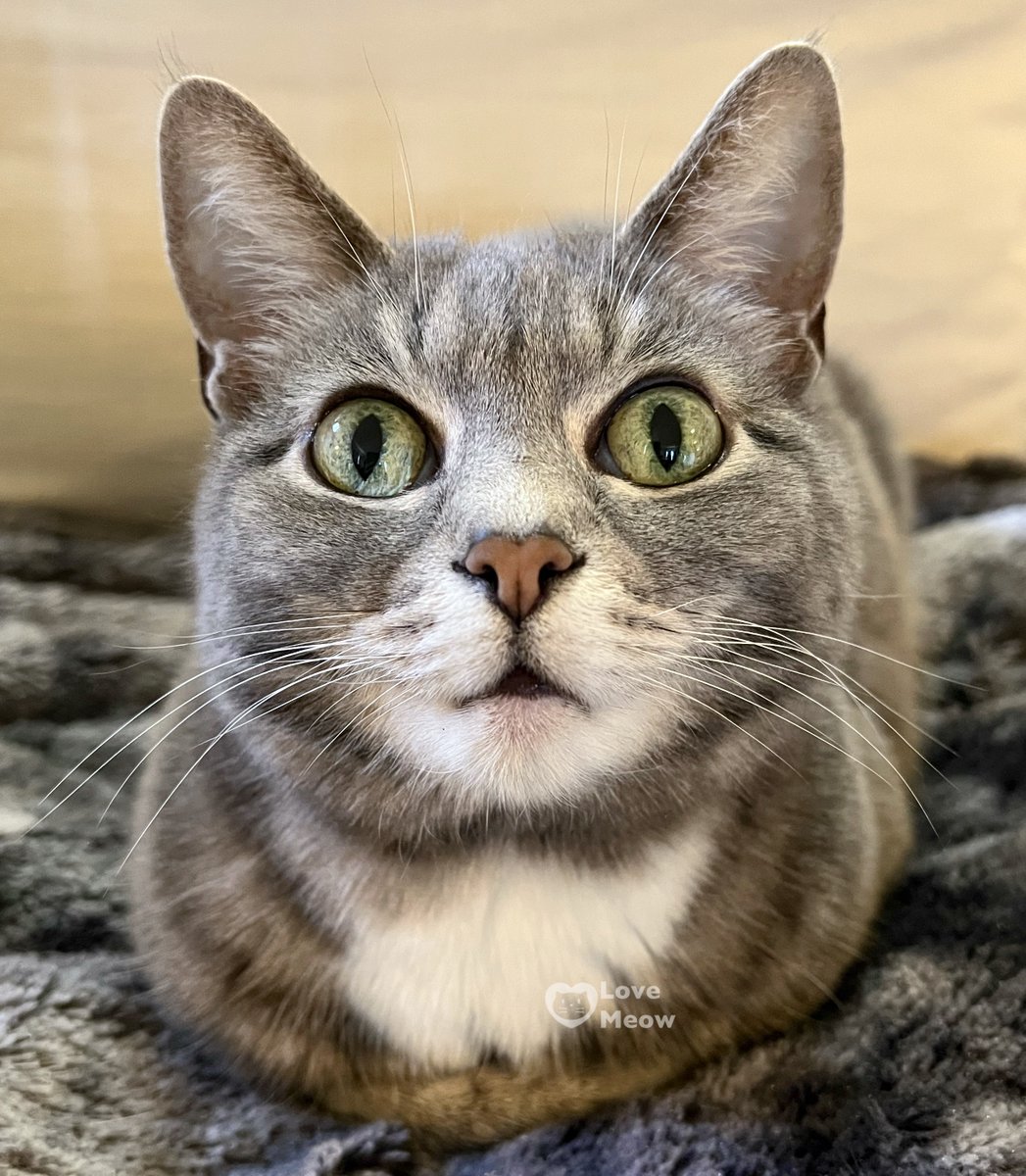 'The cat loaf: Proof that sometimes the best things in life come in compact, fluffy packages.' 😍: Lucy