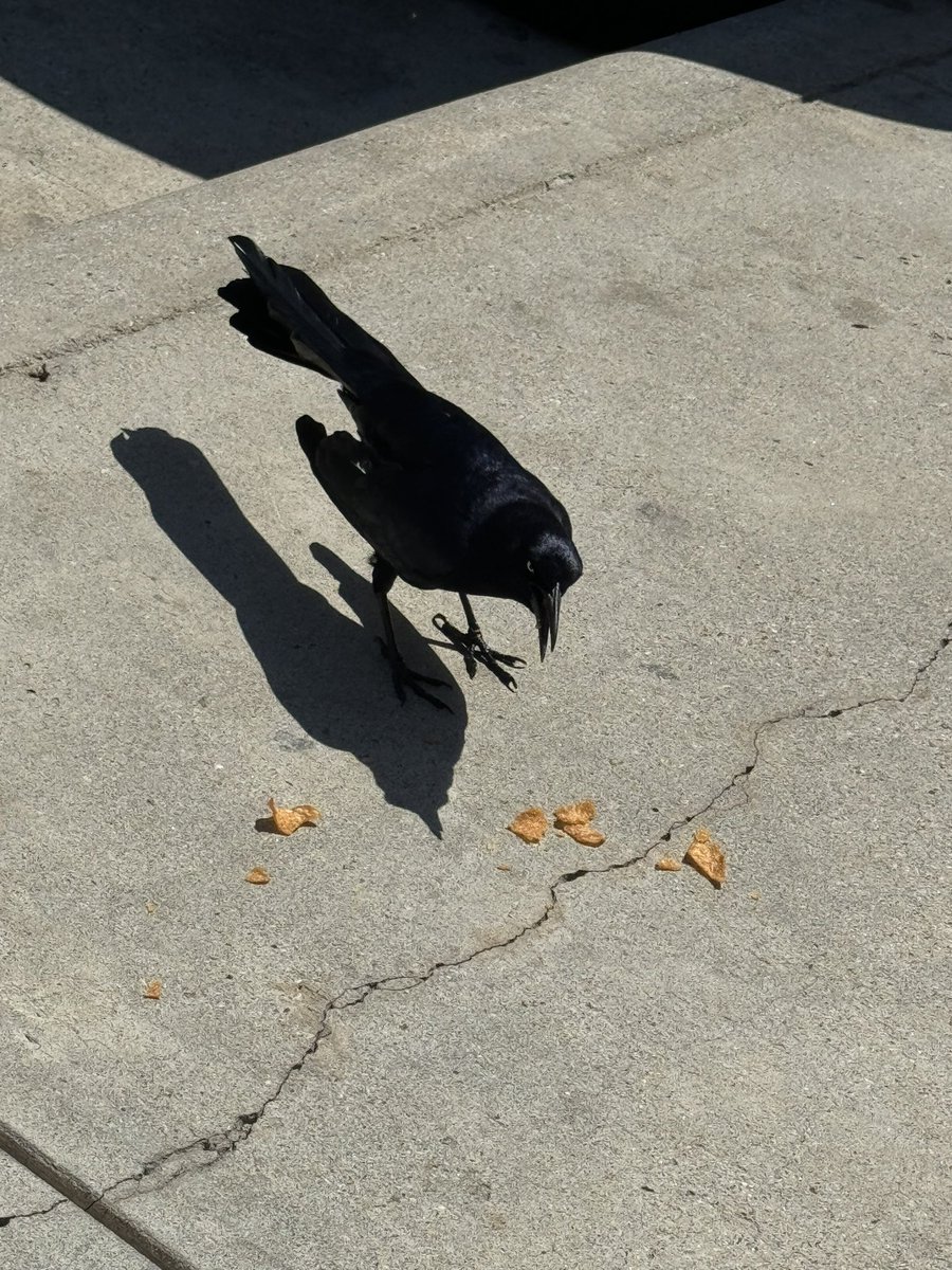 The Tutie Cuties have visited the promised land, as is their custom. @OblivionSorrow tried a boudin kolache and it was SO GOOD. @Pezo965 decided to snag some beaver nuggets (we’ve never tried) and gave a parking lot grackle a lil beaver chip. Heading home from #CommandFestDallas