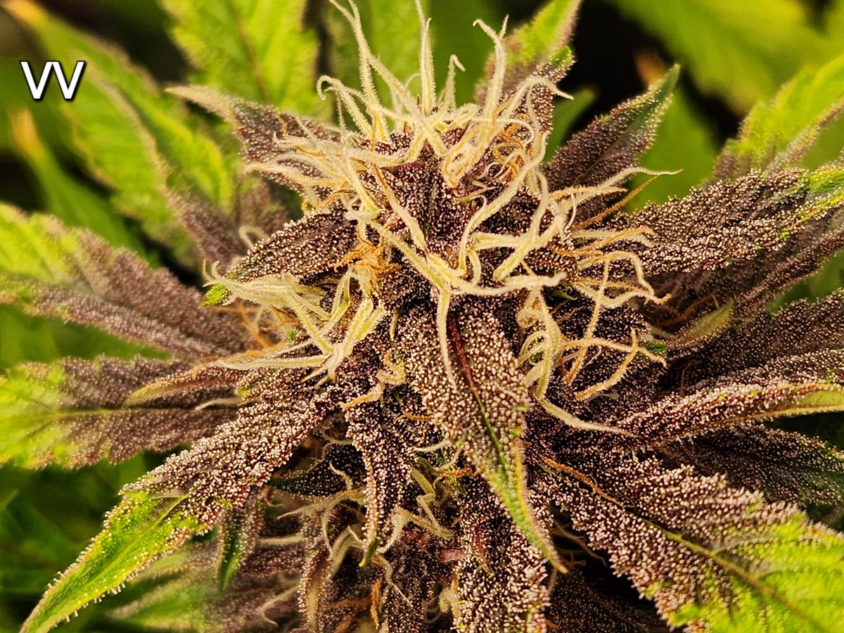 EastCoastGrows's tweet image. Violet Vapors autoflowers by Aeque Genetics. Day 74 from seed. 5 gallon dwc fed @futureharv Holland Secret liquid nutes.