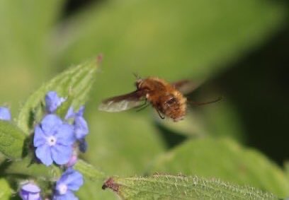 flygirlNHM's tweet photo. It’s #EarthDay2024 

One planet we call home. Let’s look after it’s life. Urban nature often gets overlooked but our green spaces in towns/cities are essential for much of our wildlife. Get lazy, get messy, get aquatic &amp; provide habitats for the 1000’s of other cohabiting species https://t.co/jqrILLLtWw
