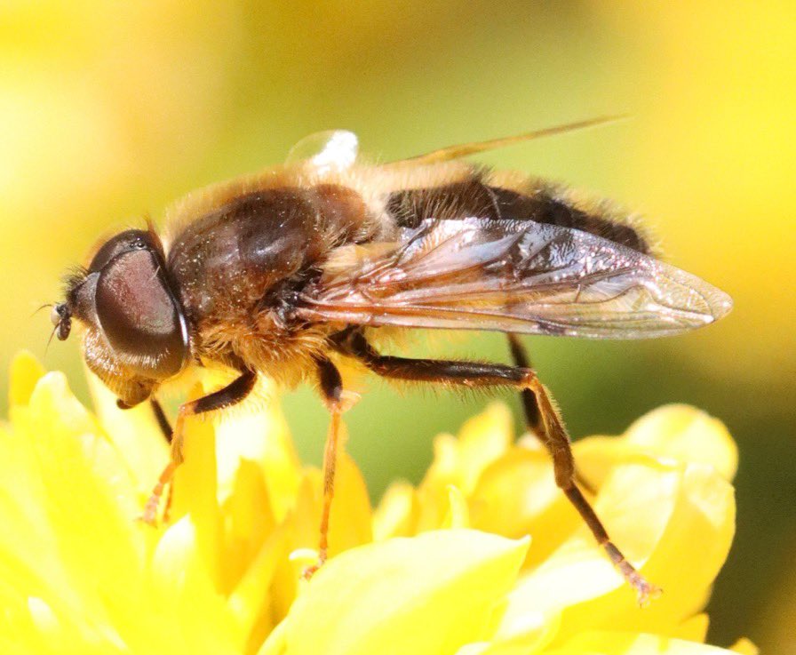 flygirlNHM's tweet photo. It’s #EarthDay2024 

One planet we call home. Let’s look after it’s life. Urban nature often gets overlooked but our green spaces in towns/cities are essential for much of our wildlife. Get lazy, get messy, get aquatic &amp; provide habitats for the 1000’s of other cohabiting species https://t.co/jqrILLLtWw
