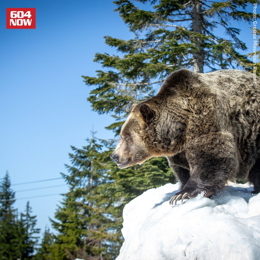 Grinder and Coola just emerged from hibernation at The Peak of #Vancouver! 🐻🌲

The awakening concludes the bears’ 23rd hibernation period at @grousemountain
 Refuge for Endangered Wildlife.