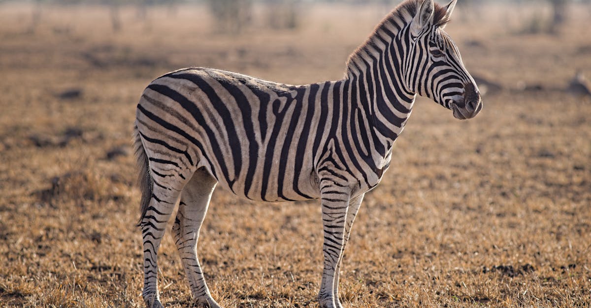 AI is transforming the world of wildlife conservation.

From tracking animal movements to predicting poaching activities, AI is helping conservationists protect endangered species more effectively.

#ArtificialIntelligence #WildlifeConservation #EndangeredSpecies