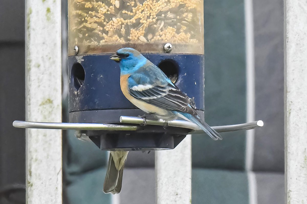 Took a four hour train ride (2hrs ea way) to see my #lifer lazuli bunting in Long Island, Suffolk County. It has been visiting a bird feeder for the past few days. Lazuli buntings live throughout western No. America; I think this one is only the second NYS record! #lazulibunting