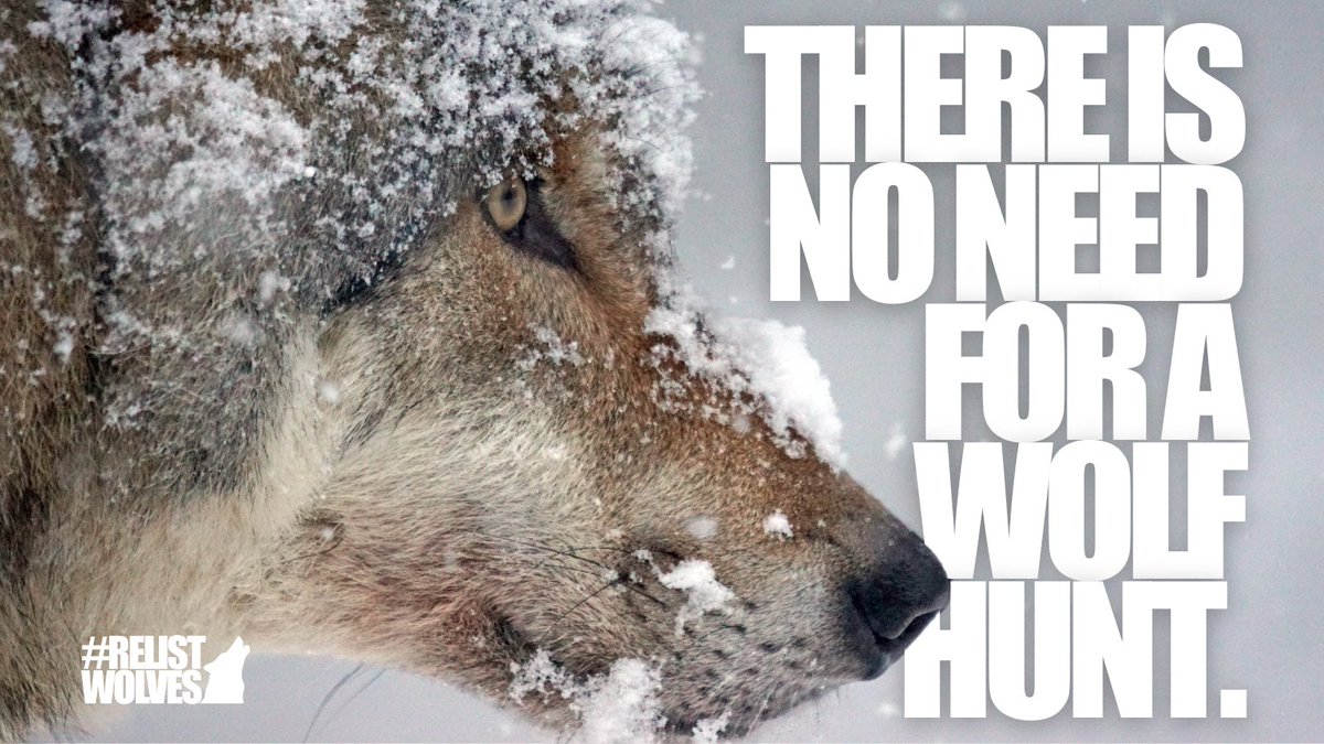 Though hunting season has ended in Montana, wolves remain at risk year-round in Idaho & Wyoming. Also, efforts to mandate wolf hunts in the Great Lakes rage on.

Wolf hunting has been proven ineffective at 'managing' wolf populations. There is NO need for a wolf hunt.