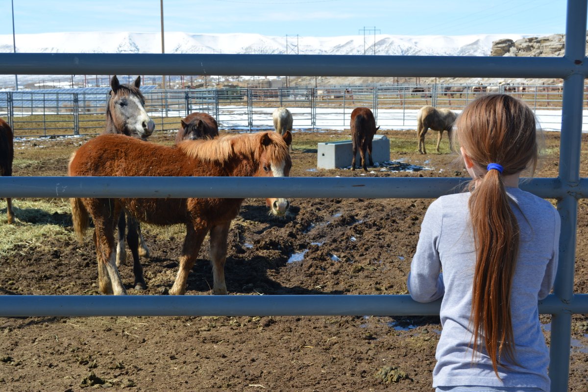 Don’t forget the Rock Springs Corrals adoption this weekend! 40 wild horses and 10 burros will be offered for adoption. The event runs from 9-3. blm.gov/announcement/b…
