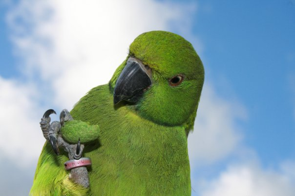 Dr. Claire Raisin (@claireraisin) on Twitter photo Know how I'm always banging on about these guys🦜?
Well, take 12 mins out of your day to see how they've been brought back from the brink of extinction & the exciting research that is still going on today.
kentonline.co.uk/kmtv/video/mau….
#Collaboration #Conservation Know how I'm always banging on about these guys🦜?
Well, take 12 mins out of your day to see how they've been brought back from the brink of extinction & the exciting research that is still going on today.
kentonline.co.uk/kmtv/video/mau….
#Collaboration #Conservation