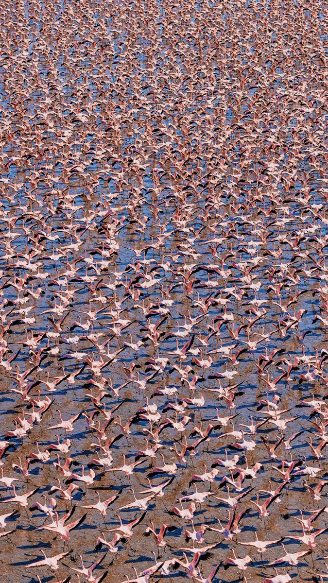 Happy #EarthDay 🌍 

Flamingos taking flight above the saline alkaline waters of Lake Logipi in Northern Kenya. Photographed from a doors off R66 Turbine heli. Such a thrilling experience to see these beautiful birds flying up close.