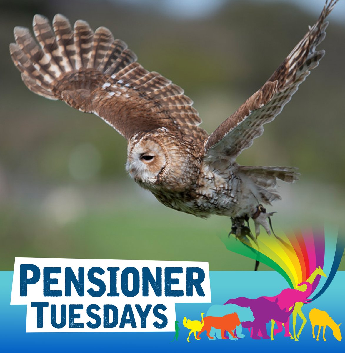 We are thrilled to announce that our highly requested Pensioners Tuesday offering is back...for good! Pensioners aged 65+ are invited into the Zoo on Tuesdays for a special discounted rate of £10! Simply ask for a Pensioner Tuesday ticket when arriving at the Zoo on a Tuesday.