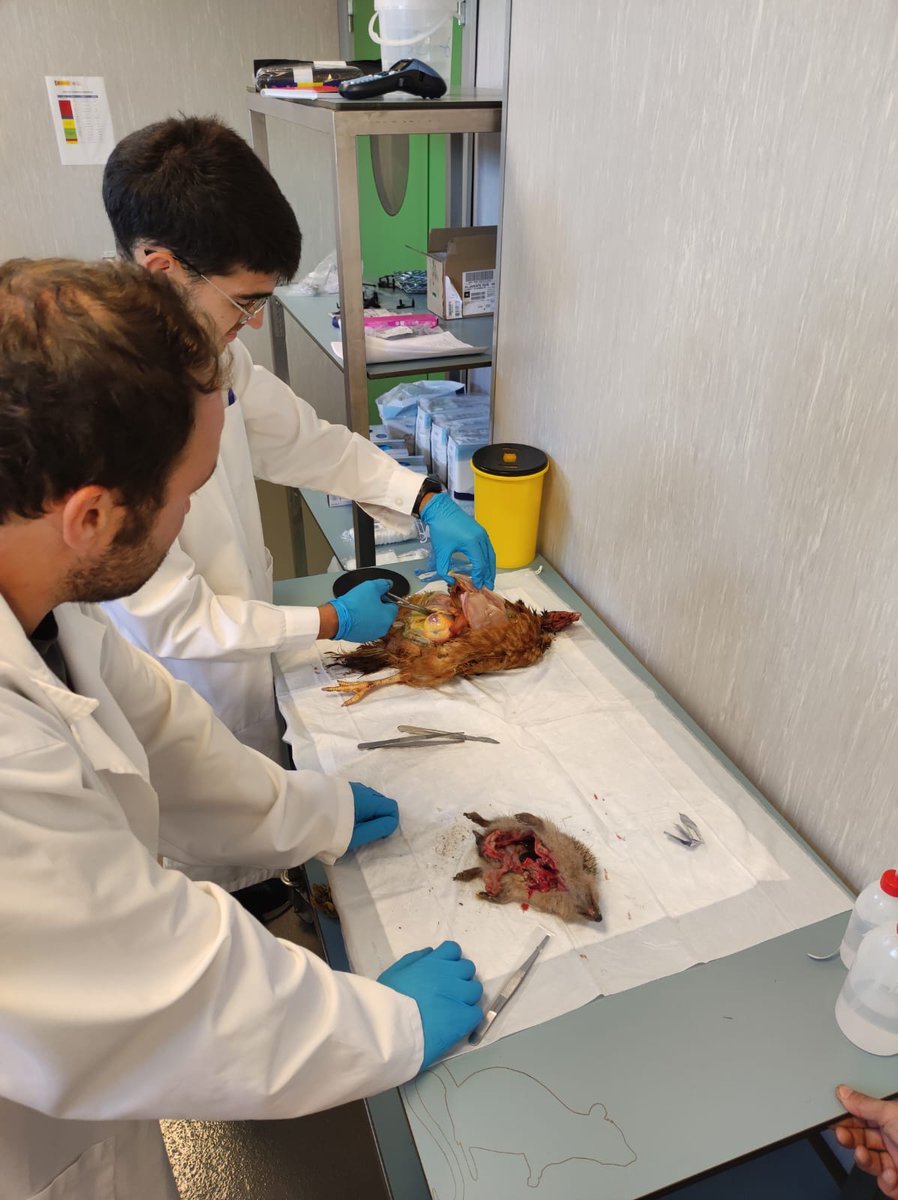 Hoy han comenzado en las instalaciones de la @ebdonana las prácticas presenciales del curso en Bienestar Animal para uso de Fauna Silvestre con Fines Científicos. A final de semana, el alumnado tendrá la oportunidad de hacer prácticas de campo en el Parque Nacional de Doñana.